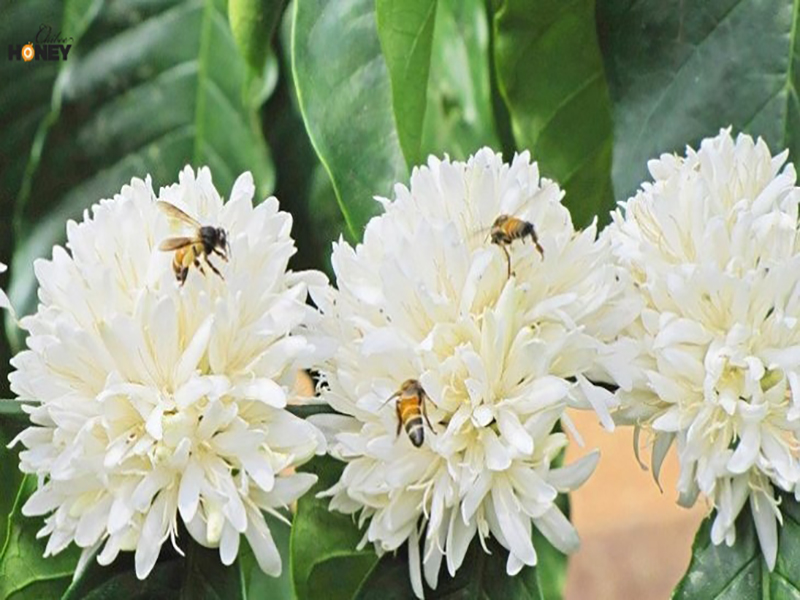 Hoa cà phê đầy mật thu hút những chú ong